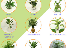 Người Mệnh Thủy hợp cây gì? Những vấn đề cần lưu ý cho người mệnh Thủy muốn trồng cây Người Mệnh Thủy hợp cây gì? Những vấn đề cần lưu ý cho người mệnh Thủy muốn trồng cây
